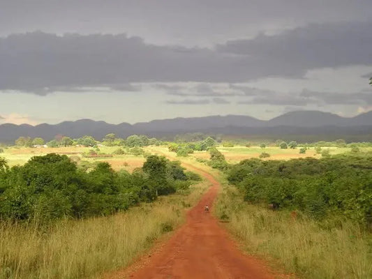 Systemic Failures of Authority | The Legacy of Mr Mojjo